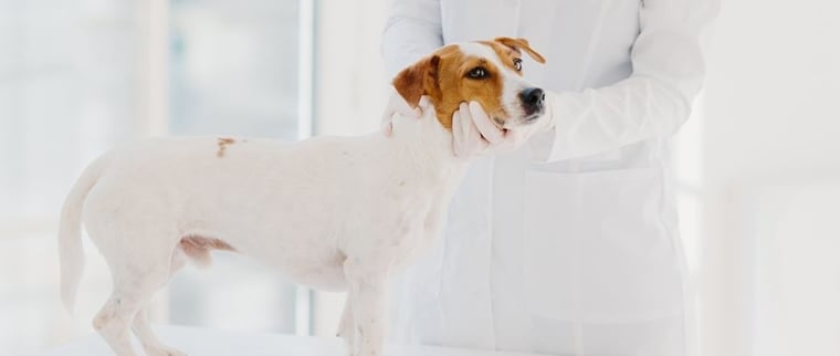maladie d’Addison chez le chien